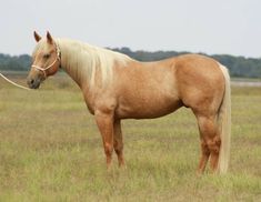 a brown horse standing on top of a grass covered field