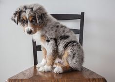 a dog sitting on top of a wooden chair