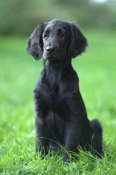 a black dog is sitting in the grass