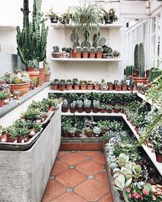 a room filled with lots of potted plants on top of shelves next to each other