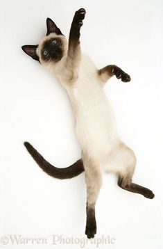 a white and black cat laying on it's back with its paws in the air