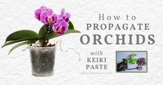 a potted plant with purple flowers in it and the words how to propagate orchids