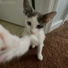 a white and gray cat standing on top of a carpeted floor next to a door