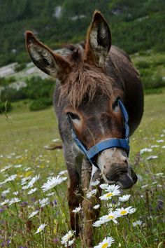 a donkey standing on top of a lush green field filled with white and yellow flowers