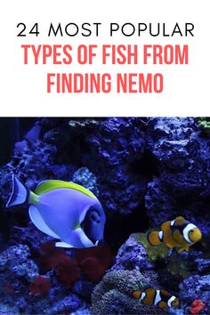 Here is a 24 Most Popular Fish from Finding Nemo Fish From Finding Nemo, Finding Nemo Fish, Ocean Habitat, Marine Creatures, Types Of Fish, Pixar Movies