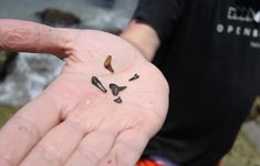 a person holding out their hand with some tiny objects in it's palm,