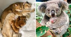 there are two pictures one has a koala and the other has a baby koala