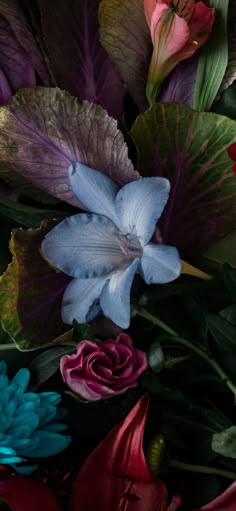 an arrangement of colorful flowers on a black background