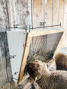 two sheep standing next to each other in front of a wooden structure with measurements on it