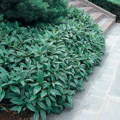 a bush with green leaves on it in the middle of a sidewalk next to steps