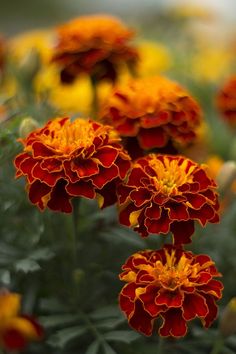 red and yellow flowers with green leaves in the background