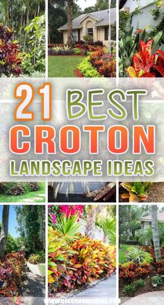 the best crotton landscaping ideas for your backyard and garden area, including trees, shrubs