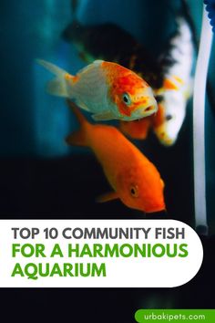 the top 10 community fish for a harmonious aquarium is featured in this postcard