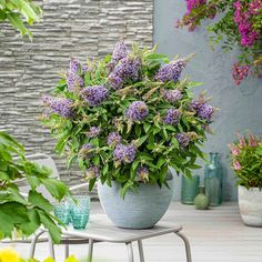 a potted plant sitting on top of a table