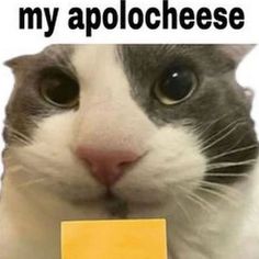 a cat with an ad on it's face that says, my apolochese