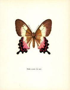 a pink and brown butterfly sitting on top of a white sheet with writing underneath it