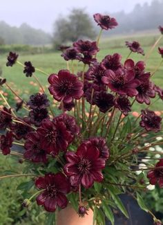 a vase filled with lots of purple flowers on top of a wooden table in front of a field