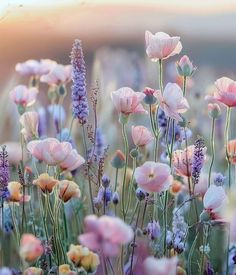 a field full of pink and purple flowers