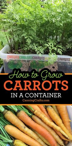 carrots in container with text overlay how to grow carrots in a container