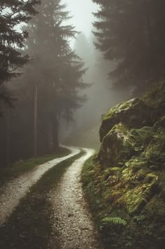 a path in the middle of a forest with trees and moss growing on both sides