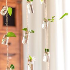 some glass bottles with plants in them hanging from strings