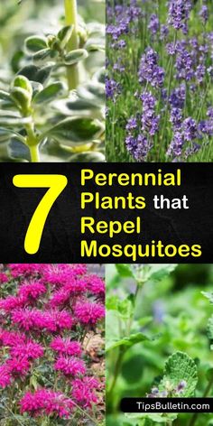 different types of flowers with the title 7 perennial plants that repel mosquitoes