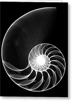 a black and white photo of a spiral shaped object