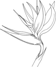 bird of paridise coloring - Yahoo Image Search Results Bird Of Paradise Tattoo, Love Birds Painting, Bird Of Paradise Flower, Paradise Tattoo, Bird Of Paradise Plant, Paradise Plant, Birds Of Paradise Flower, Plant Drawing, Flower Coloring Pages