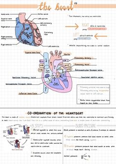 the anatomy of the heart and its major functions info sheet with instructions on how to use it