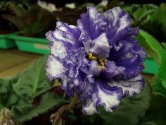 a purple and white flower sitting on top of a green leafy plant in a greenhouse