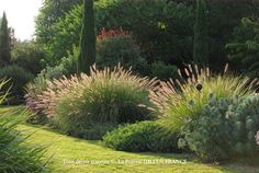 some very pretty plants in the grass