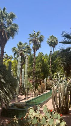 the cactus garden is full of cacti and other tropical plants, including palm trees