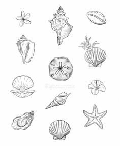 an ink drawing of shells and starfish