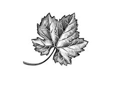 an ink drawing of a leaf on a white background, vintage line drawing or engraving illustration