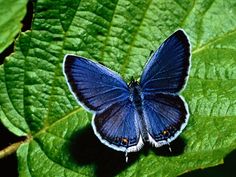 a blue butterfly sitting on top of a green leaf