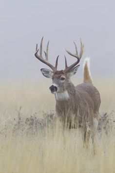 a deer with antlers standing in tall grass