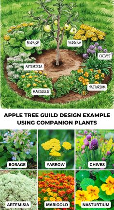 the different types of flowers and plants in this garden are labeled with their names, which include