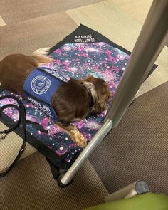 a small brown dog laying on top of a purple and pink blanket in an airport