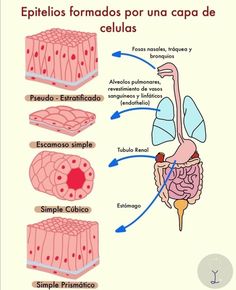 an image of the anatomy of the human body and its structures, including the stomach