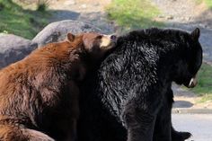 two brown bears sitting next to each other on the side of a road with rocks in the background