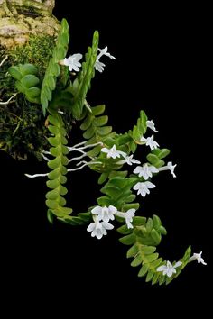 some white flowers and green leaves on a black background with a mossy rock in the background