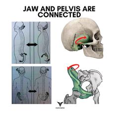 Studies have shown evidence that mobility improvements in the jaw can relieve tension in the pelvic area and vice versa. Additionally, if… | Instagram Tongue Posture, Tongue Muscles, Punkty Spustowe, Nervus Vagus, All Body Systems, Embryonic Development, Craniosacral Therapy, Yoga Anatomy, Muscle Anatomy