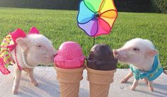 three small pigs standing next to each other in front of ice cream cones and an umbrella