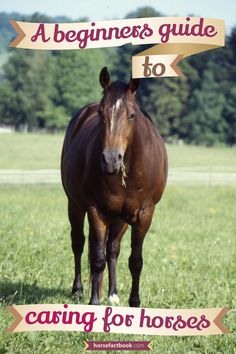 a brown horse standing on top of a lush green field next to a sign that says, a beginner's guide to caring for horses