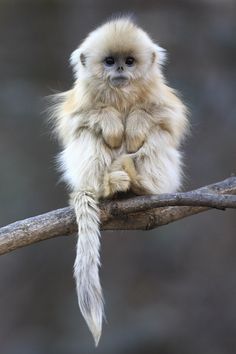 a small monkey sitting on top of a tree branch