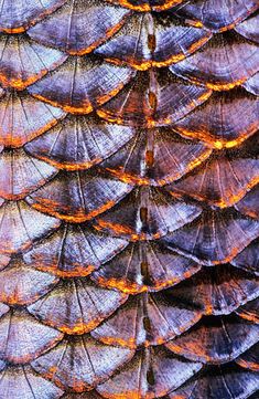 an image of the back side of a bird's wing with orange and blue feathers