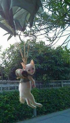 a cat is hanging upside down in the air with an umbrella attached to it's back