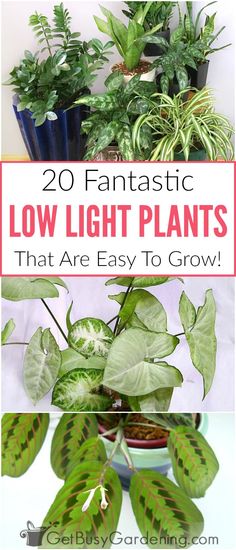 some plants that are in pots with the words 20 fantastic low light plants that are easy to grow