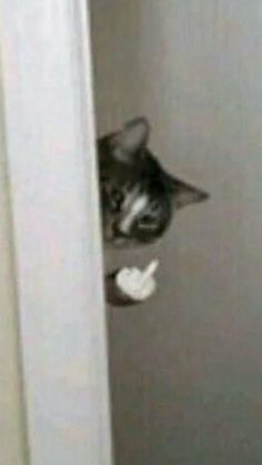 a black and white cat sticking its head out of a closet door looking at the camera