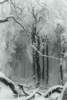 black and white photograph of trees covered in snow